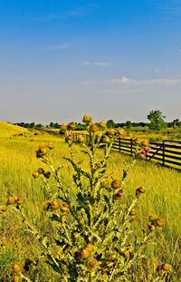 Scenic view of sunflower field against sky