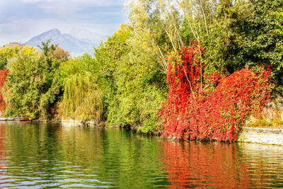 Scenic view of lake by trees against sky