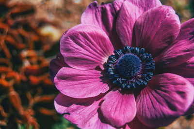 Close-up of pink flowering plant