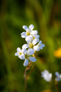 Close-up of white flowering plant