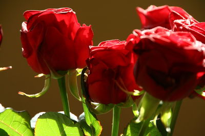 Close-up of red flowers blooming outdoors