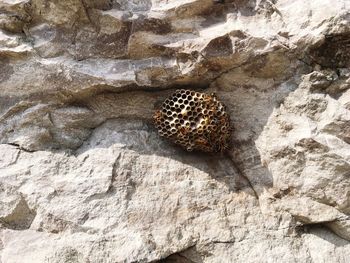 Close-up of snake on rock