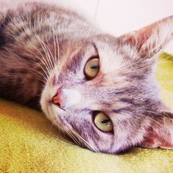 Close-up portrait of cat lying down