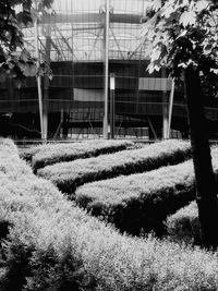 Plants growing on field
