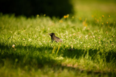 Bird perching on grass in field