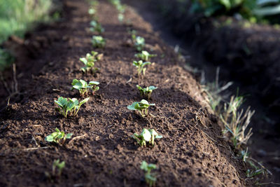 Small plant growing on field