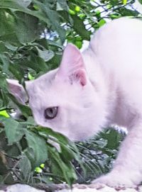 Close-up of a cat lying down