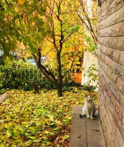 Cat sitting in a park