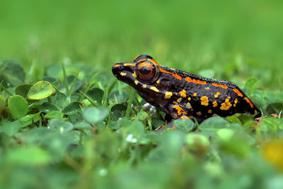 Close-up of frog on land