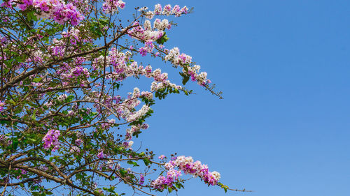 Low angle view of cherry blossoms in spring