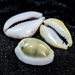 Close-up of seashells on table