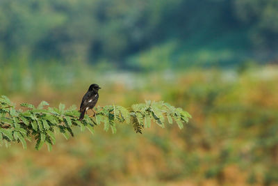 Bird perching on a plant