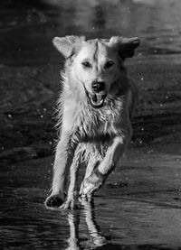 Portrait of wet dog in lake