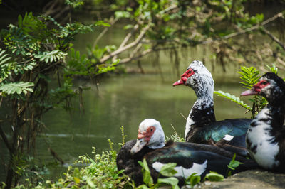 Ducks in water