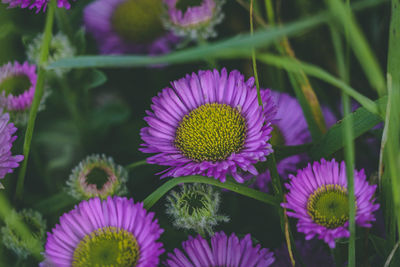 Close-up of pink flowering plants