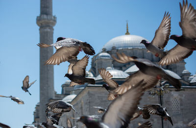 Lovely wild pigeons bird live in urban environment