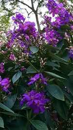 Close-up of purple flowers blooming on plant