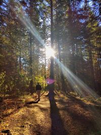 Sun shining through trees in forest