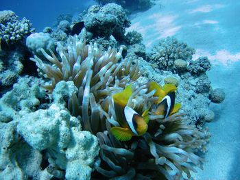 Close-up of coral in sea