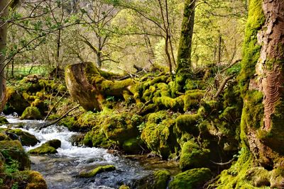 Scenic view of stream in forest