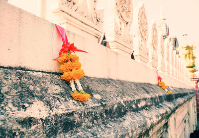 Close-up of maple leaves against wall