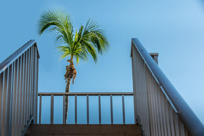 Low angle view of railings and palm tree against clear blue sky