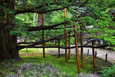 Trees in forest