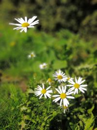 Close-up of white daisy flowers on field