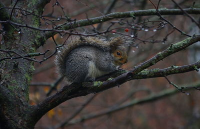 Close-up of squirrel on tree