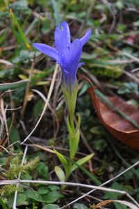 Close-up of crocus on field