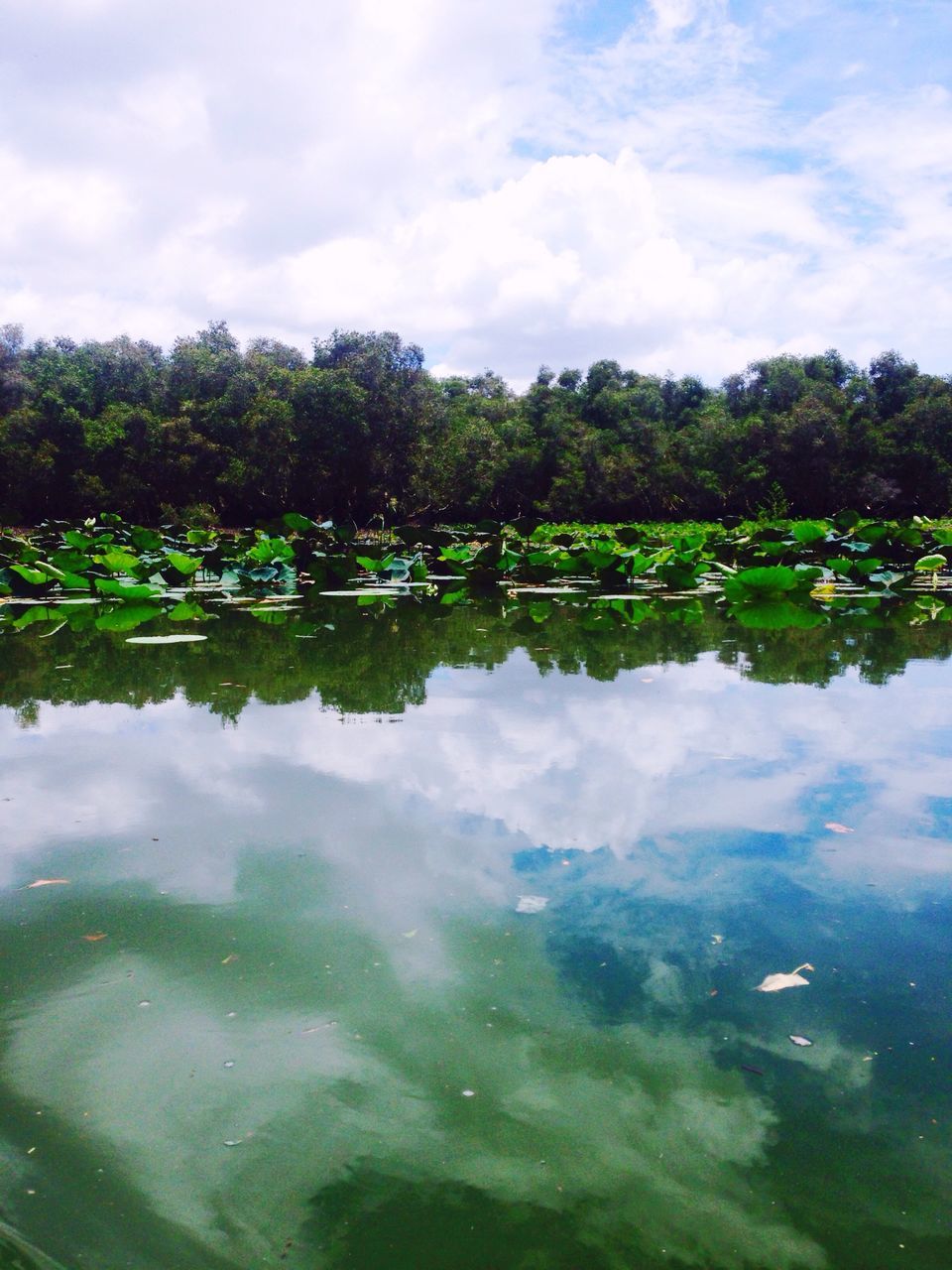 tree, reflection, water, sky, tranquil scene, tranquility, lake, cloud - sky, beauty in nature, scenics, nature, green color, growth, cloudy, cloud, waterfront, standing water, pond, idyllic, day