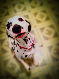 Close-up portrait of dog