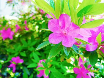 Close-up of pink cosmos blooming outdoors