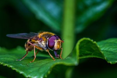 Close-up of insect on leaf