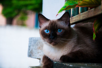 Close-up portrait of cat