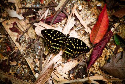 Close-up of butterfly perching on leaf