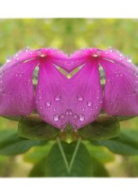 Close-up of wet pink flower blooming outdoors