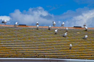 Flock of birds on field against sky