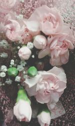 Close-up of pink flowers