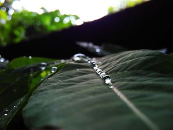 Close-up of raindrops on leaf