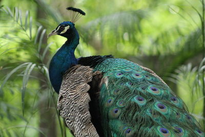 Close-up of peacock