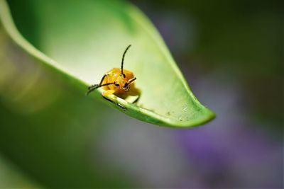 Close-up of insect on leaf