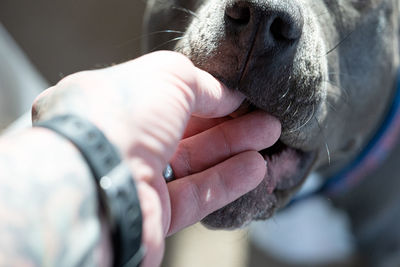 Close up of a hand giving a dog a treat