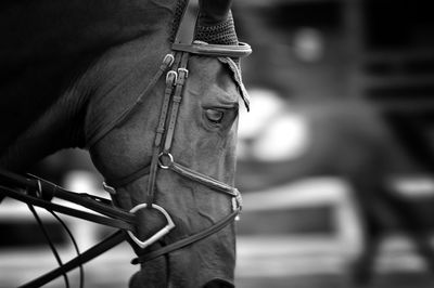 Close-up of horse with bridle