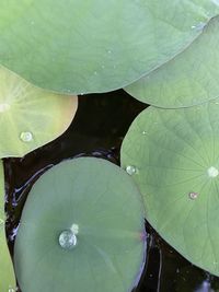 High angle view of lotus water lily leaves in pond