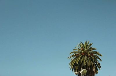 Low angle view of trees against clear blue sky