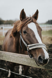 Close-up portrait of horse in ranch