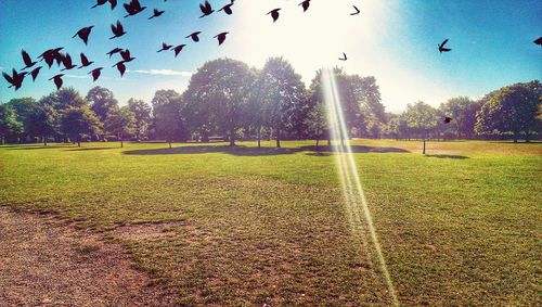 Trees on field in park