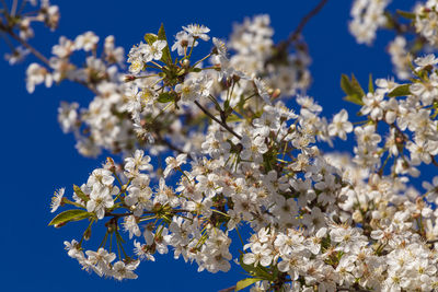 Low angle view of cherry blossom