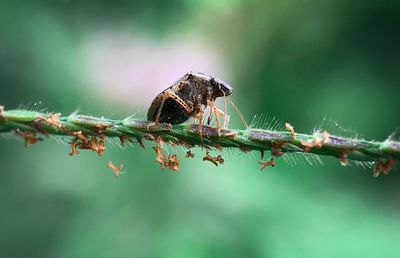 Close-up of insect on plant